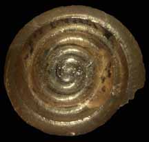 Euconulus fulvus shell top